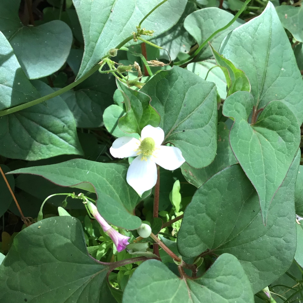 野草 野に咲く草花達 ドクダミ 毒矯み シルミル Sirumiru