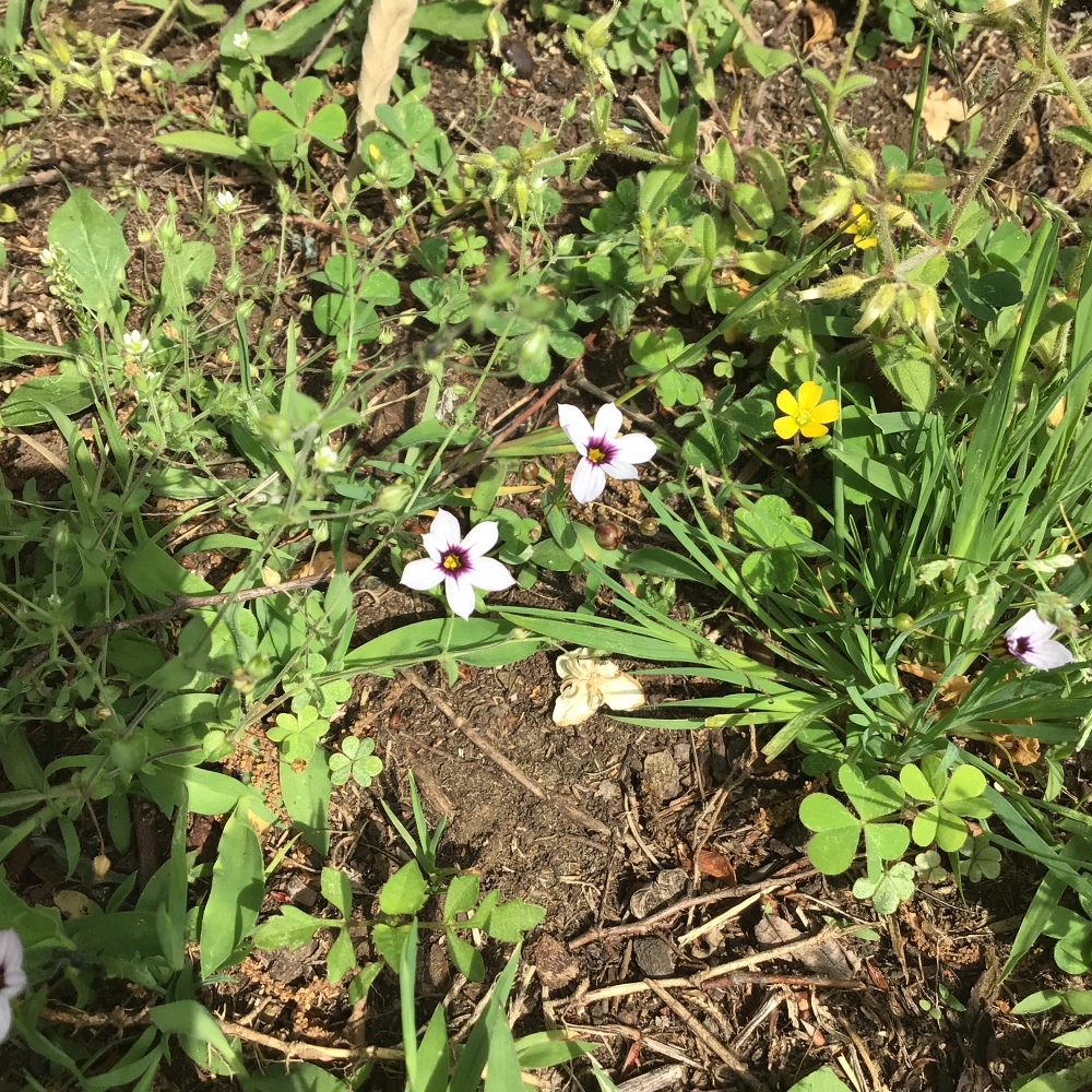 野草 野に咲く草花達 ニワゼキショウ 庭石菖 シルミル Sirumiru