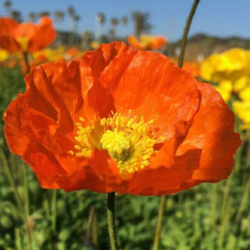 野草 野に咲く草花達 ナガミヒナゲシ 長実雛芥子 シルミル Sirumiru