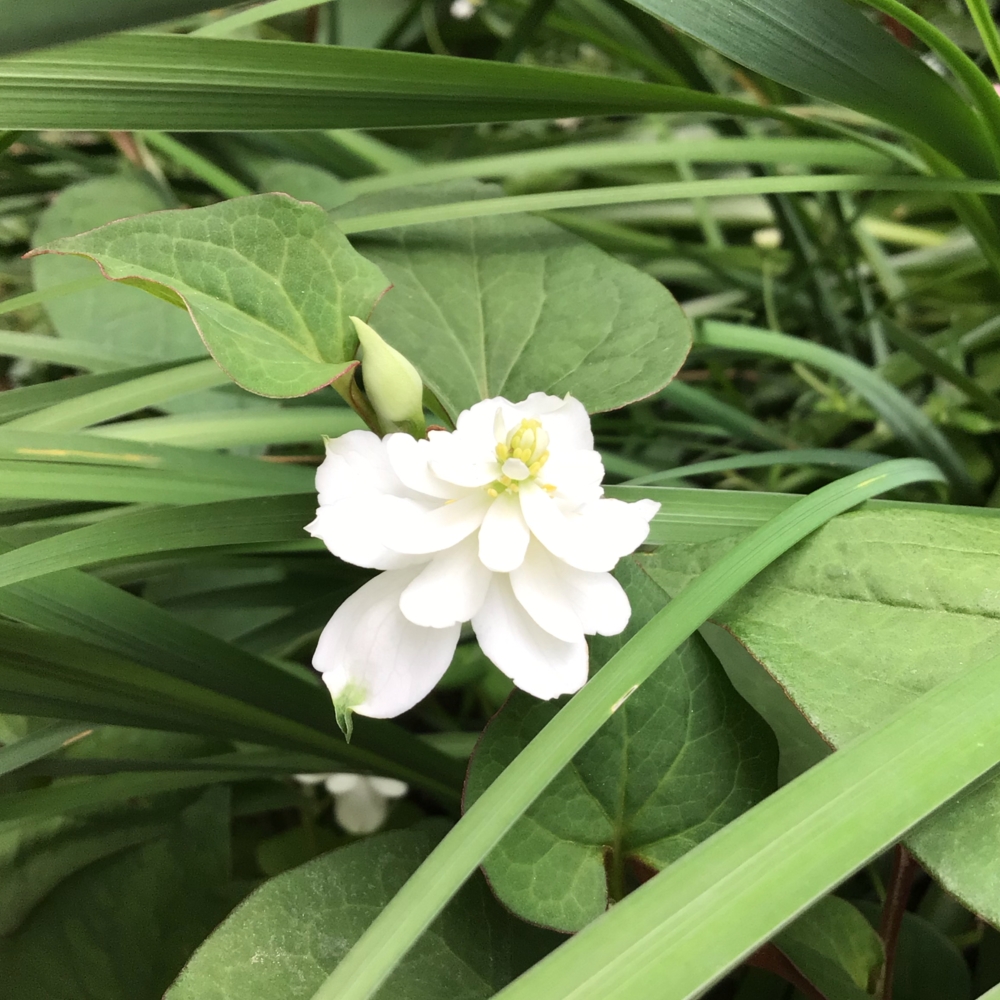 野草 野に咲く草花達 ドクダミ 毒矯み シルミル Sirumiru