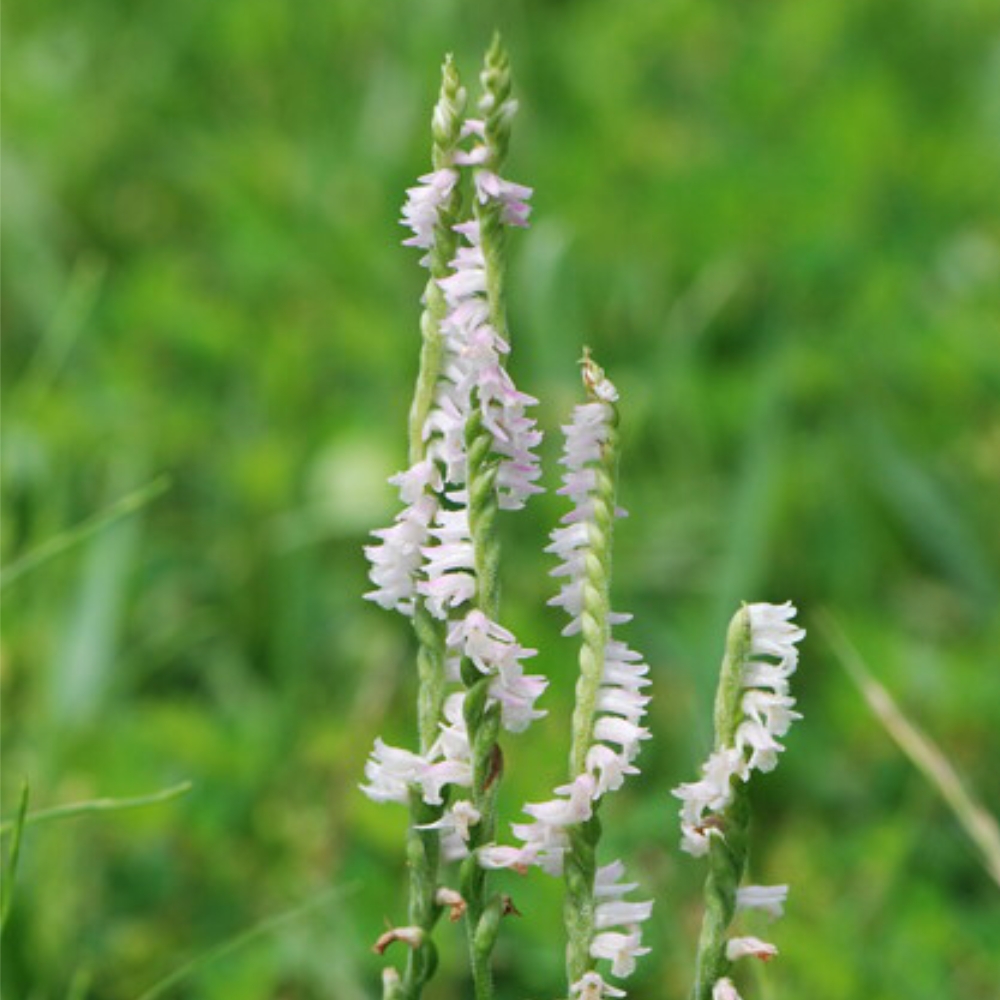 野草 野に咲く草花達 ネジバナ 捩花 Sirumiru