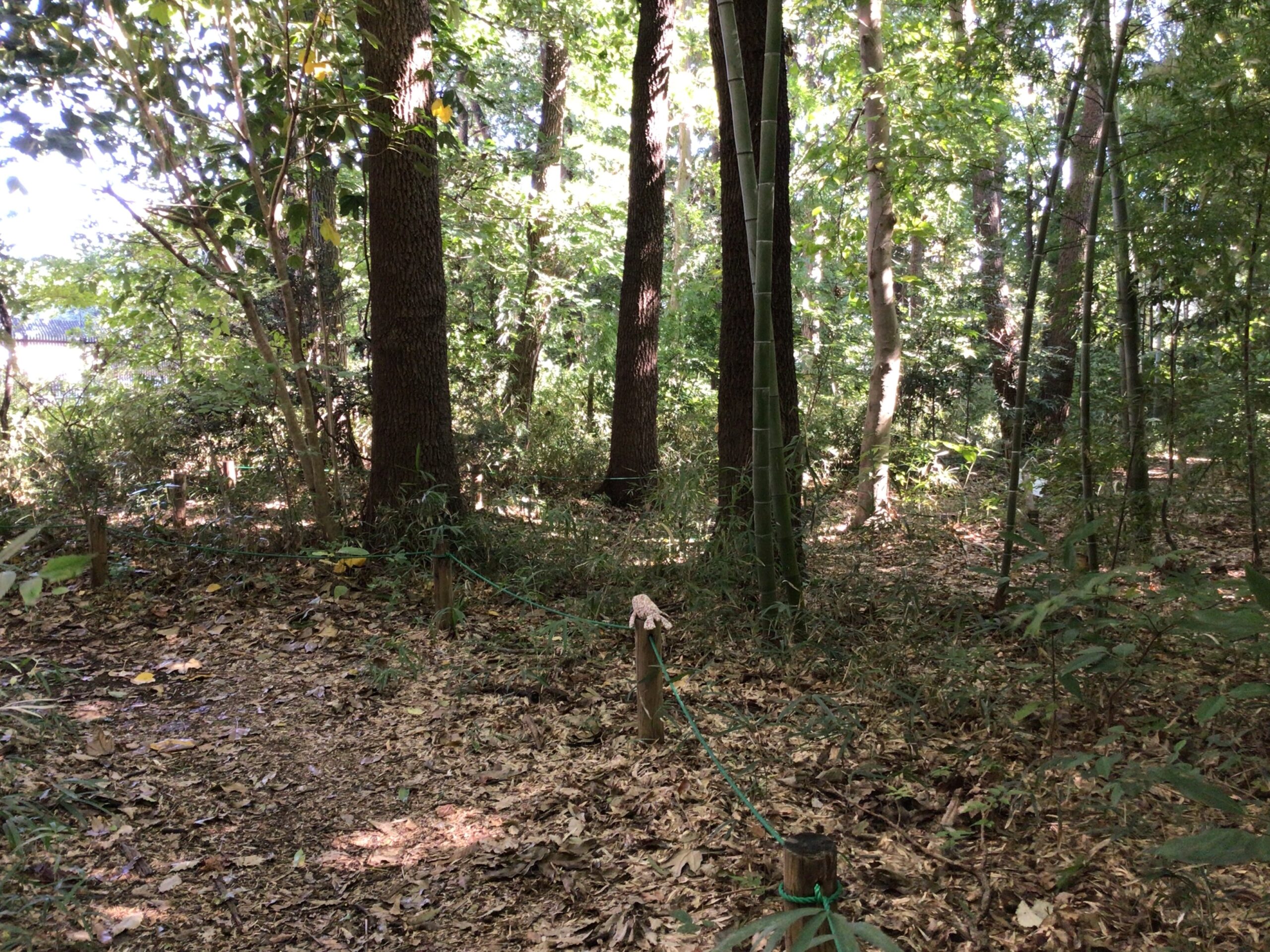 森に迷い込むアザラシの写真