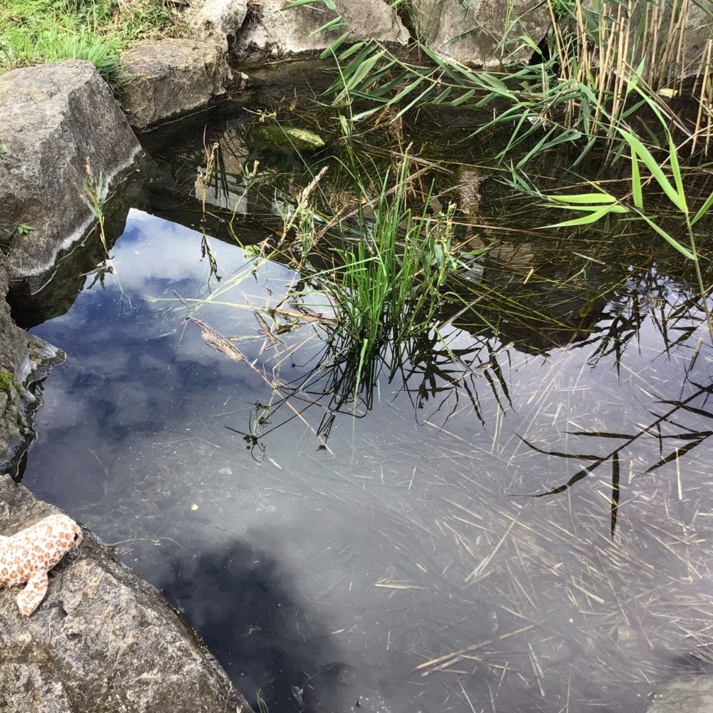 池を覗き込むアザラシの画像